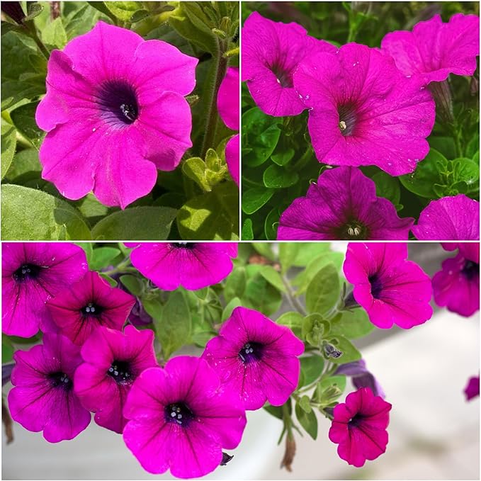 Seed Needs, Wild Petunia Seeds - 2,000 Heirloom Seeds for Planting Petunia violacea - Annual Flowers, Perfect for Beds, Borders, Pots & Containers (2 Packs)