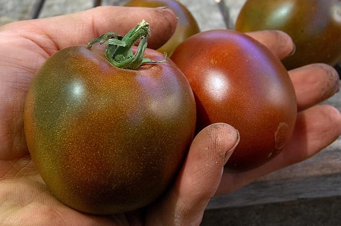 Seeds Black Prince Tomato - Heirloom Vegetable - GMO Free