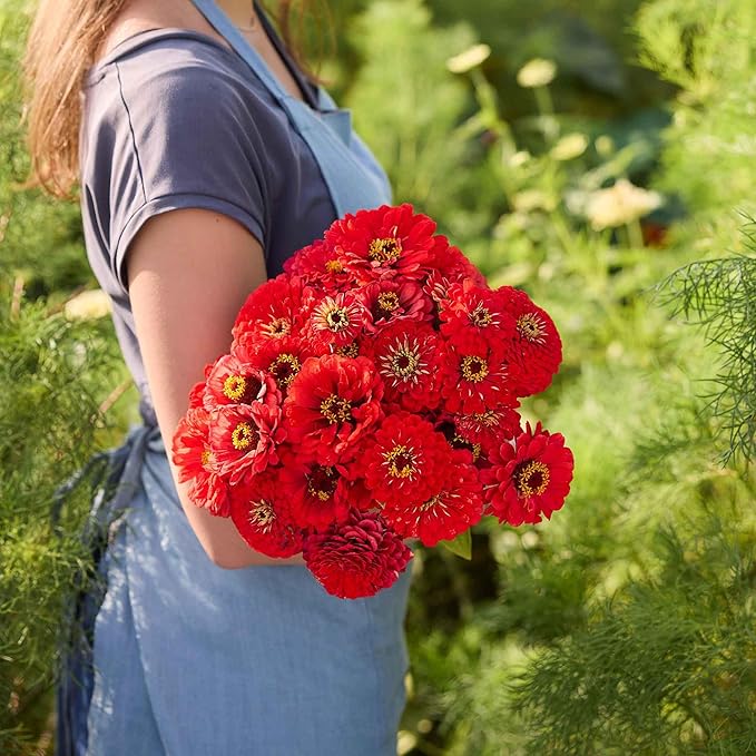 Eden Brothers Zinnia Seeds - Benary Giant Scarlet