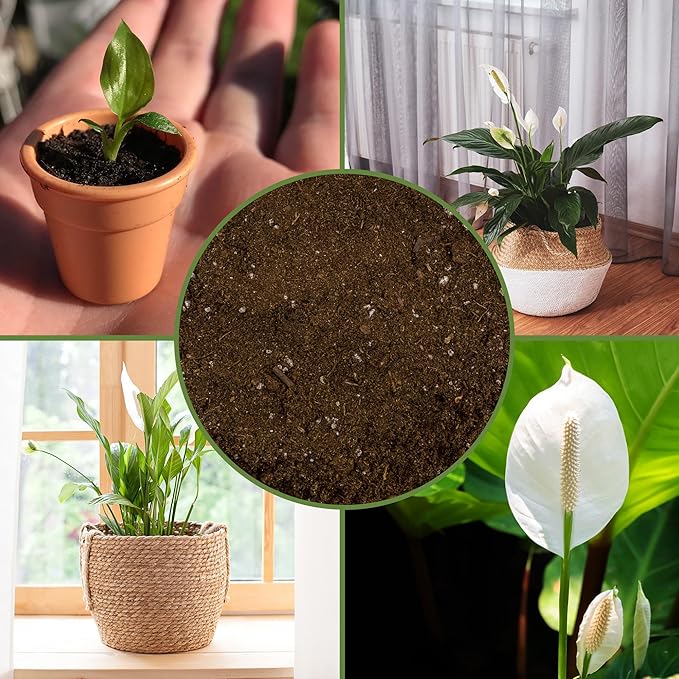 Soil Sunrise Peace Lily Potting Soil Mix (8 Quarts) for Planting, Growing, or Repotting Peace Lily Plants