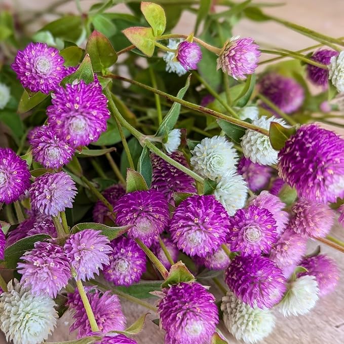 1000+ Globe Amaranth Seeds for PlantingAmaranth Gomphrena Pom Pom Flower Seeds Non-GMO Heirloom Plant Seeds Garden Outdoor