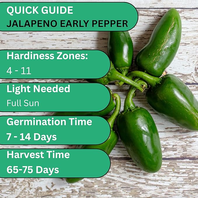 Woods Creek Seeds: Jalapeño Early Hot Pepper Seeds for Planting - Heirloom Non-GMO Jalapeno Seeds for Planting - Beginner Friendly Jalapeno Pepper Seed Pack for Indoor, Outdoor & Home Garden