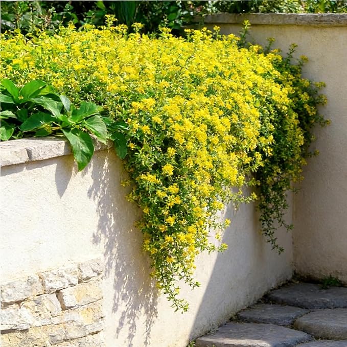 Mixrug Creeping Thyme Flower Seeds for Planting, 15000+pcs Perennial Creeping Thyme Ground Cover Seeds, Non-GMO Heirloom Wild Thymus Serpyllum Flower Plants for Home Garden Outdoors Yellow