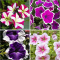 Rare Petunia Seeds for Planting - 300+ Beautiful Perennial Petunia Seeds Heirloom Flowers- High Germination Rate Open Pollinated