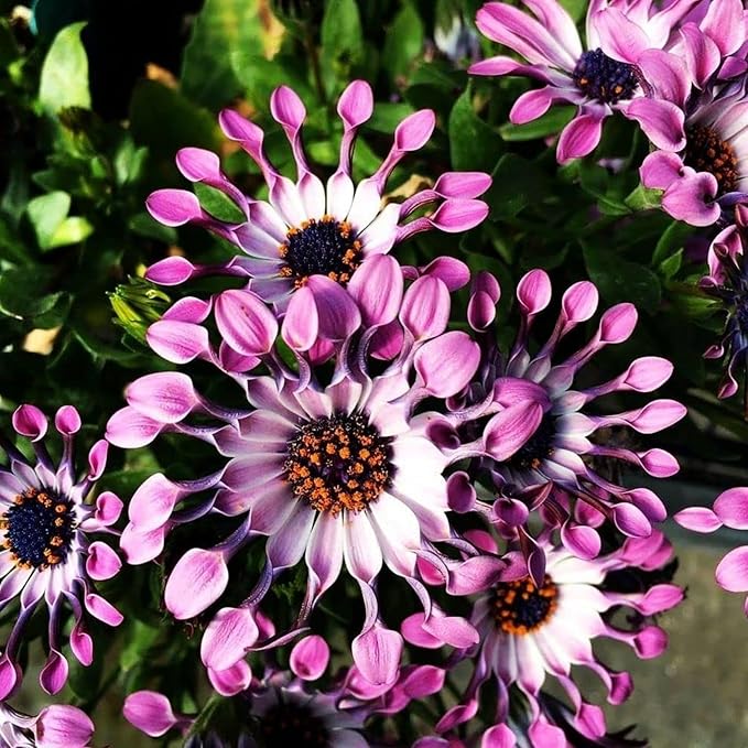 150+ Rare Daisy Flowers Seeds for Planting - African Daisy Seeds Non-GMO Perennial Garden Plants Seeds Outdoor Daisy Flower Home Garden