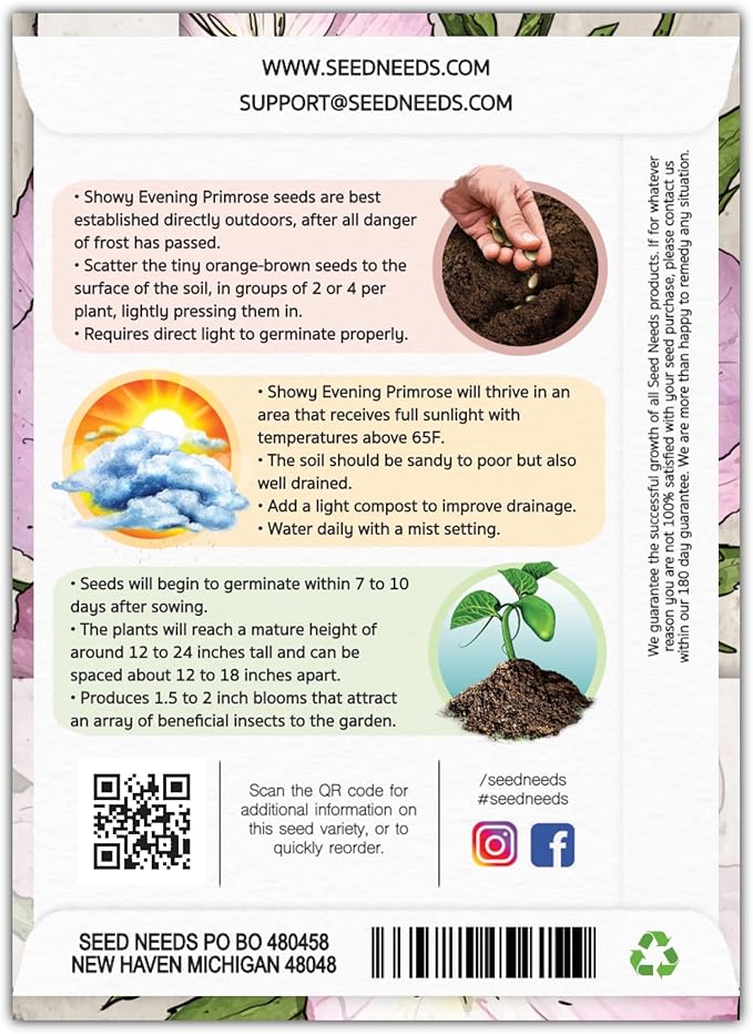 Seed Needs Showy Evening Primrose Seeds for Planting - Heirloom & Open Pollinated Perennial Flower Seed to Plant a Butterfly Garden (1 Pack)