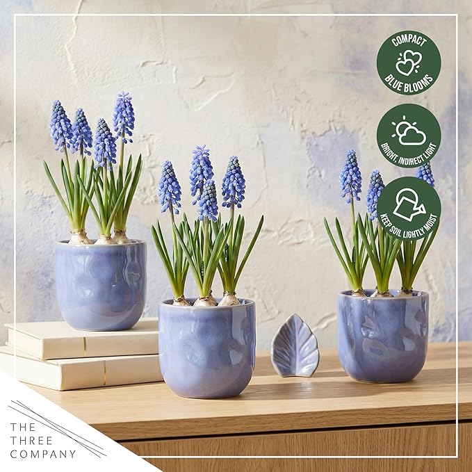 Live Flowering Muscari Grape Hyacinth (4 Per Pack), Beautiful Spring Bulbs, Ships Dormant in 1 Pt Pot, Blooms in 3-5 Weeks
