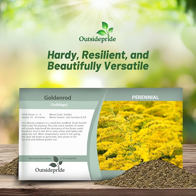Outsidepride 10000 Seeds Perennial Solidago Stiff Goldenrod Flower Seeds for Planting