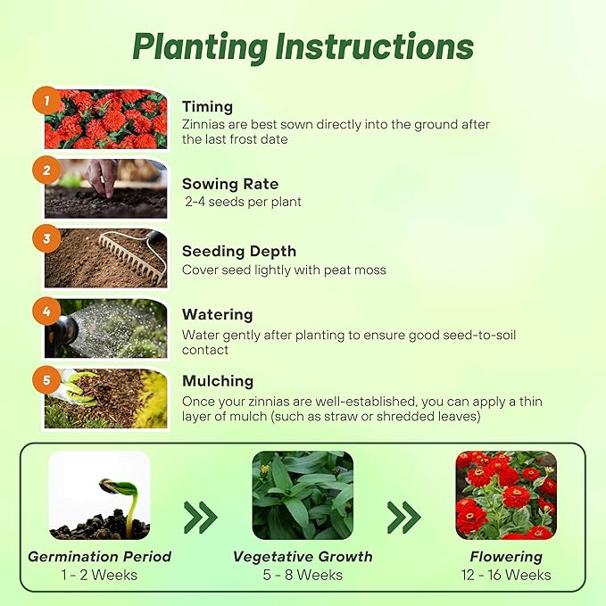 Outsidepride Berry Tart Zinnia Seeds - 1000 Pcs Annual, Heat & Drought Tolerant Flower Seeds for Planting w/Vibrant Blooms for Pollinator Gardens & Floral Arrangements