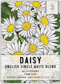 Seed Needs, English Daisy Seeds - 1,000 Heirloom Seeds for Planting Bellis perennis - White Blooms, Perennial Flowering Plants for an Outdoor Garden (1 Pack)