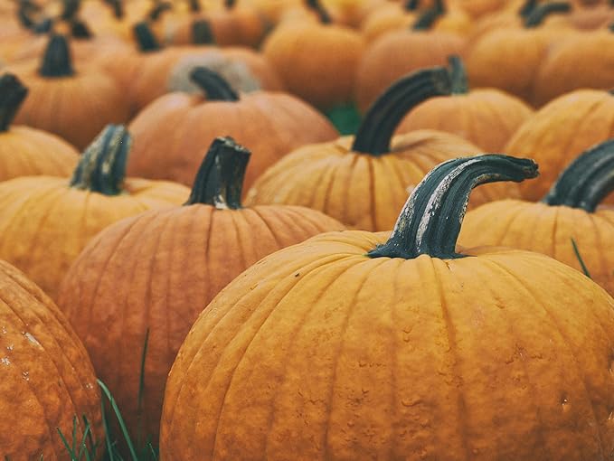 Park Seed Connecticut Field OP Pumpkin Seeds – Non-GMO Heirloom Variety, Large Culinary Pumpkins for Pies, Soups & Carving, Open Pollinated for Seed Saving, Pack of 25