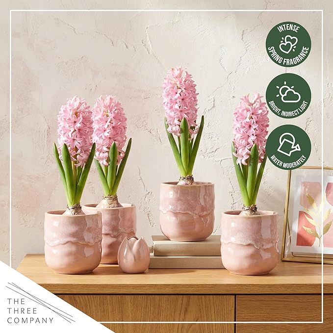 Live Flowering Hyacinth (4 Per Pack) - Pink, Beautiful Spring Bulbs, Ships Dormant in a 1 Pint Pot, Blooms in 2-3 Weeks