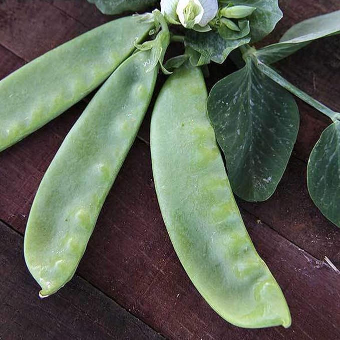 Organic Oregon Giant Peas - 1 LB ~2,000 Seeds - Organic, Heirloom, Open Pollinated, Non-GMO, Farm & Vegetable Gardening Seeds