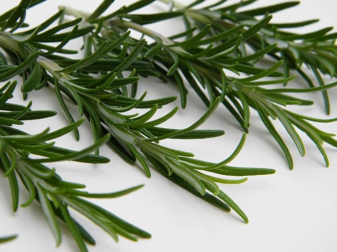 Rosemary Herb Seeds, 25 Count COOL BEANS N SPROUTS Brand. Heirloom. Non-GMO. Home Gardening.