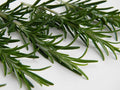 Rosemary Herb Seeds,50 Count COOL BEANS N SPROUTS Brand. Heirloom. Non-GMO. Home Gardening.