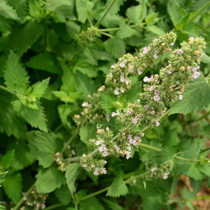 Catnip - 250 Seeds - Heirloom & Open-Pollinated Variety, Non-GMO Herb Seeds for Planting Indoors or Outdoors in Containers/Aerogarden/Home Garden, Thresh Seed Company