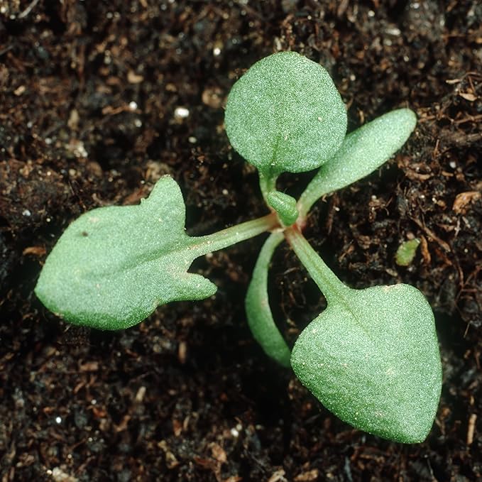 Seed Needs Large Leaf Sorrel Seeds for Planting - Heirloom Non-GMO & Untreated Medicinal or Culinary Herb - Grow a Home Grown Outdoor Garden (1 Pack)