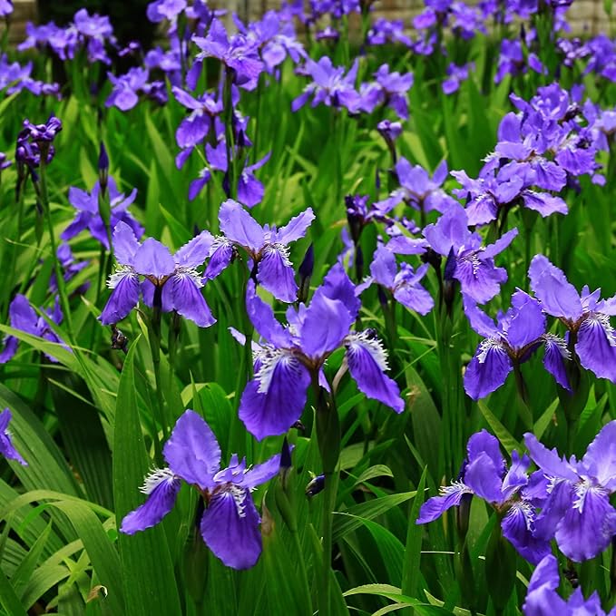 Mixrug Iris Seeds for Planting, 70pcs Non-GMO Heirloom Perennial Violet Iris Flower Seeds, Rare Beauty Home Garden Blooming Flowers Plants for Outdoors Indoors