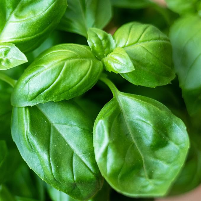 Seed Needs Sweet Genovese Basil Seeds for Planting - Non-GMO Heirloom & Untreated Culinary Herb Seed to Plant an Indoor or Outdoor Home Grown Kitchen Garden (2 Packs)