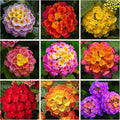 Lantana Flower Seeds for Planting - 300+ Mixed Color Flower Seeds to Plant Great for Hummingbirds and Butterflies