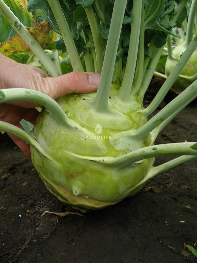 Seeds Vegetable Kohlrabi Giant Cabbage Biennial Green - 100 Seeds