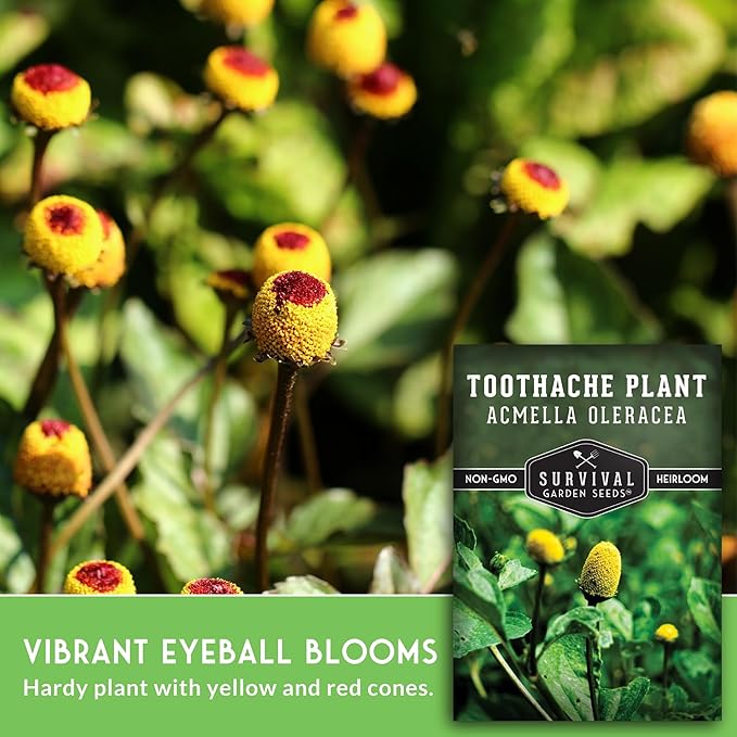 Toothache Plant Seeds for Planting - Acmella Oleracea Spilanthes Buzz Button Electric Daisy Medicinal Herb & Edible Flower - Heirloom Non-GMO Open Pollinated - Survival Garden Seeds (3 Pack)