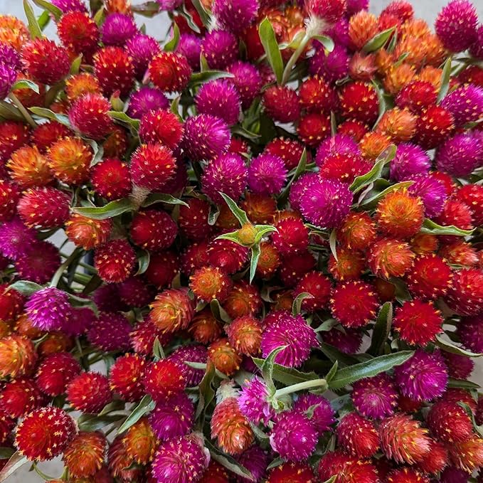 1000+ Globe Amaranth Seeds for PlantingAmaranth Gomphrena Pom Pom Flower Seeds Non-GMO Heirloom Plant Seeds Garden Outdoor