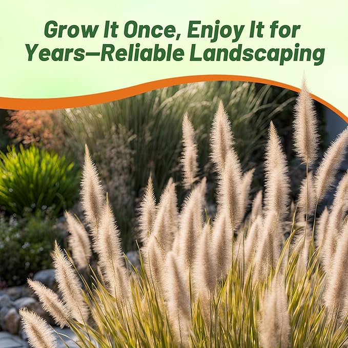 Outsidepride Pennisetum Alopecuroides Fountain Ornamental Grass Seeds - 200 Pcs Perennial, Drought Tolerant Fountain Grass with Bottle-Brush Plumes for Low Maintenance Xeriscapes & Flower Arrangements