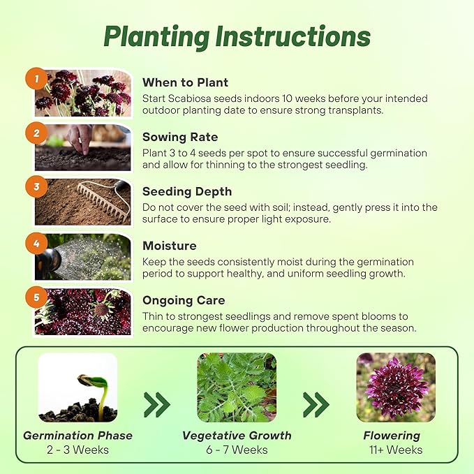 Outsidepride Burgundy Beau Scabiosa Seeds - 100 Pcs Perennial Pincushion Flower Seeds That Attract Pollinators, Upright & Neat Growth Habit for Small Gardens, Borders, Containers, & Xeriscaping