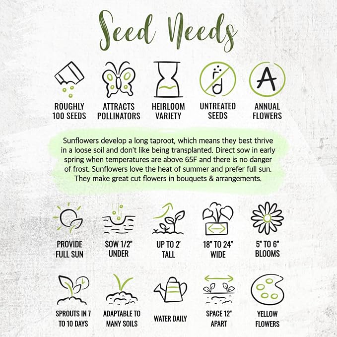 Seed Needs Dwarf Sunflower Seeds for Planting Yellow Pygmy Sunflowers - Heirloom & Open Pollinated Annual Cut Flowers - Perfect for Butterfly Gardens (5 Packs)