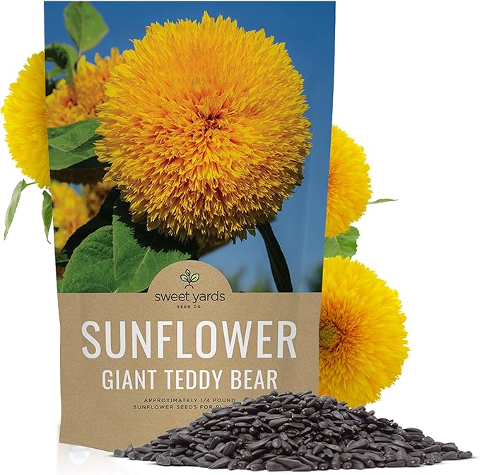 Giant Teddy Bear Sunflower Seeds - Bulk 1/4 Pound Bag - Over 5,000 Fresh Open Pollinated Non-GMO Flower Seeds - Helianthus annus - Unique Bloom Hundreds of Fluffy Yellow Petals