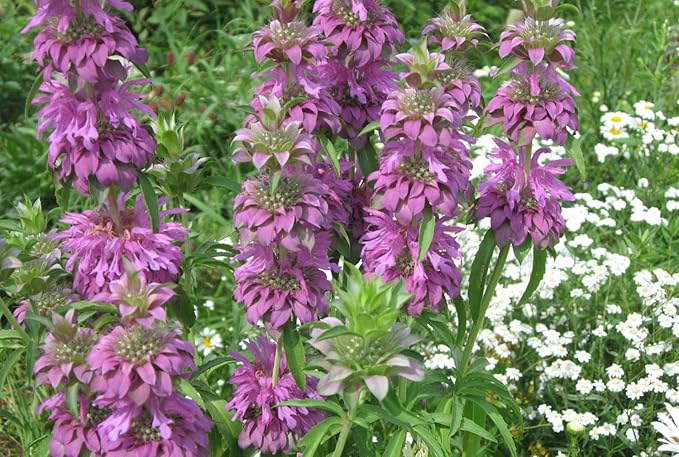 NIKA SEEDS - Seeds Herb Lemon Bee Balm (Lemon Mint) Medicinal - 300 Seeds
