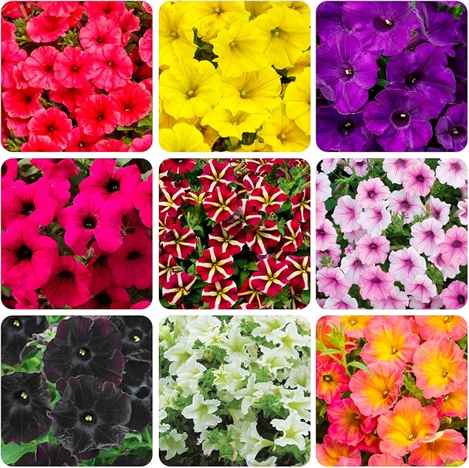325+ Mix Petunia Flower Seeds for Planting-Petunia Hybrida Garden Flower Plant Attract Butterflies and Bees