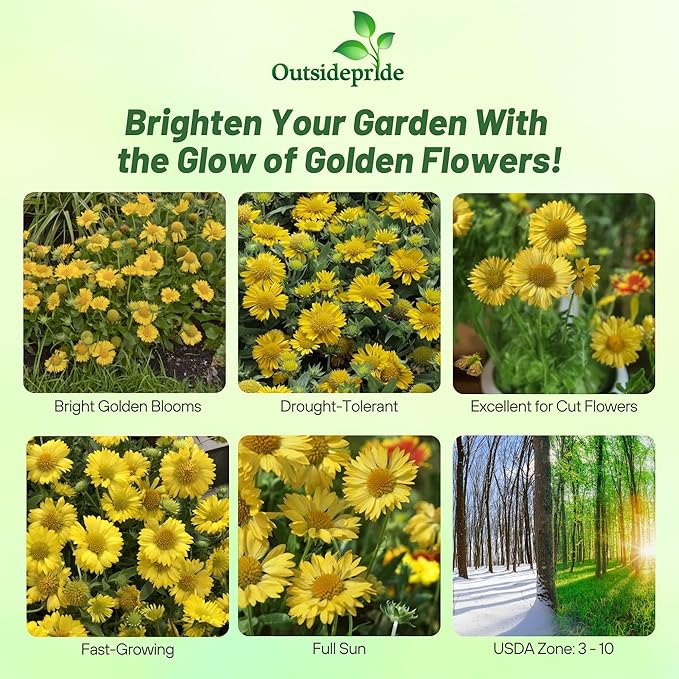 Outsidepride Gaillardia Aristata Aurea Pura Blanket Flower Seeds for Planting - 1000 Pcs Perennial Wildflower Seeds, Drought-Tolerant for Xeriscaping, Borders, Pollinator Gardens, or Wildflower Mixes