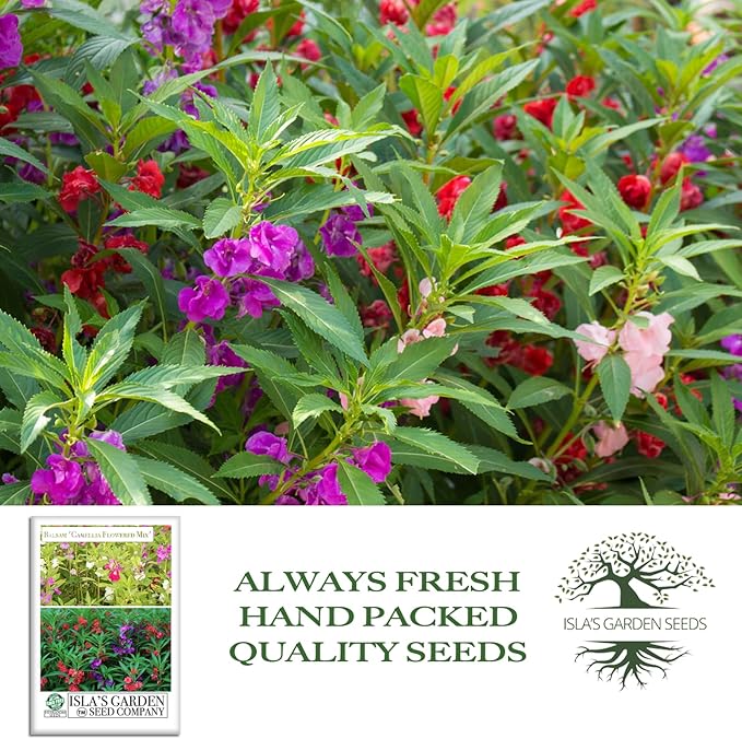 'Camellia Flowered Mix' Balsam Flower Seeds for Planting, 100+ Seeds Per Packet, (Isla's Garden Seeds), Non GMO & Heirloom Seeds, Scientific Name: Impatiens balsamina, Great Home Garden Gift