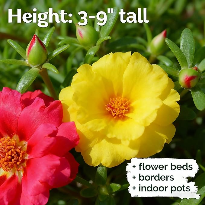 Mixed Color Portulaca Grandiflora Seeds, 10000 Double Moss Rose Seeds for Planting, Heirloom Ground Cover - Purslane Flower Seed for Outside, Beds, Yards, Flower Garden