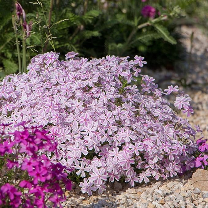 1200+ Creeping Phlox Seeds for Planting - Annual Phlox Seeds Perennial Ground Cover Plants for Home Garden Outdoor