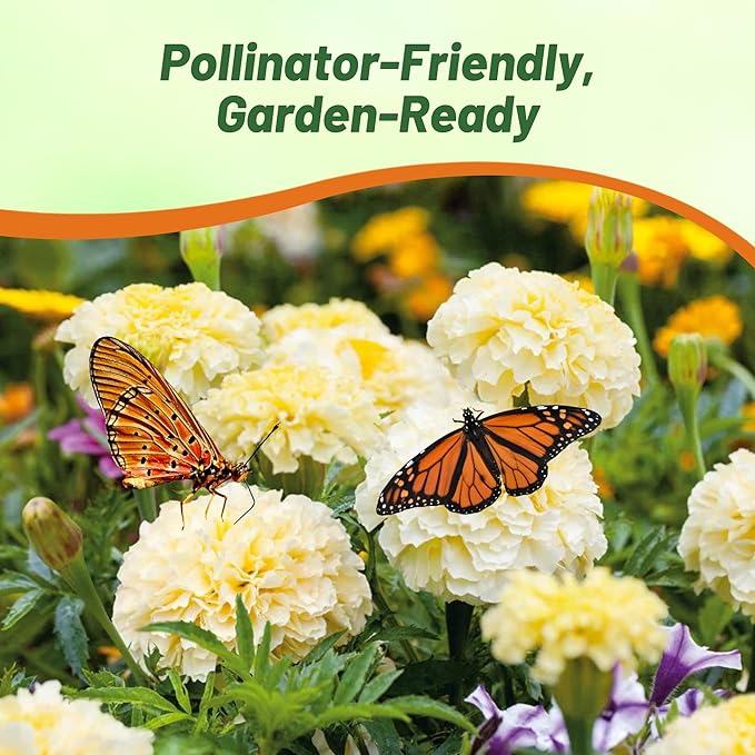 Outsidepride Nana Kilimanjaro White African Marigold Seeds for Planting - 1000 Pcs Annual, Compact & Heat-Tolerant, Flower Seeds w/Creamy White 3-Inch Blooms, Ideal for Vibrant Pollinator Gardens