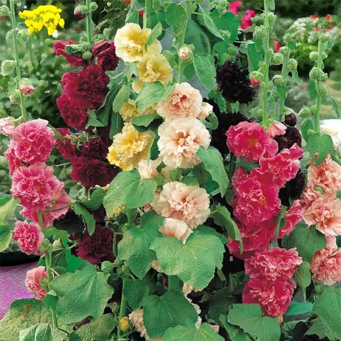 100pcs Double Hollyhock Seeds Radiant Rose - Mixed Colors, Non GMO Heirloom Garden Hardy Biennial, Vibrant & Tall Flowers - Ideal for Season-Long Blooms