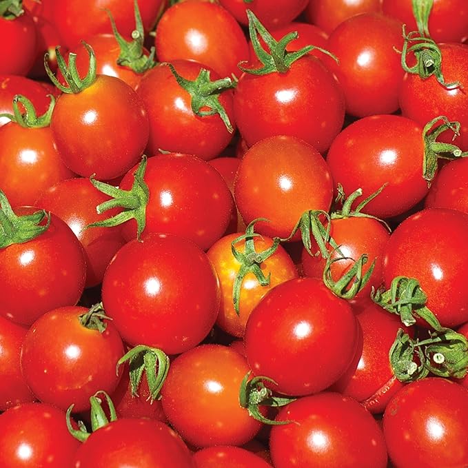 Burpee 'Cherry Baby Hybrid' Tomato Seeds for Planting- Non-GMO, Indeterminate, Cherry Tomatoes, 23mg Seed Packet