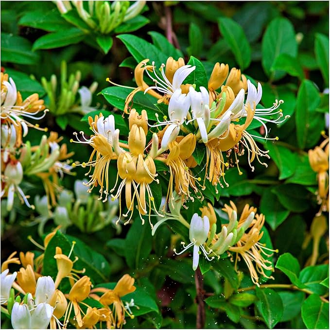 200+ Honeysuckle Flower Seeds for Planting Outdoor-Heirloom Non-GMO Honeysuckle Fragrant Flower Seeds