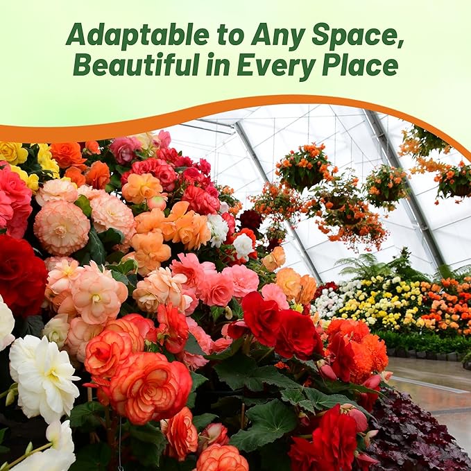 Outsidepride Mix Limitless Begonia Seeds for Planting - 25 Pcs Perennial Flower Seeds with Large Blooms, Arching & Pendulous Growth Habit, for Containers, Hanging Baskets, or Landscape Plantings