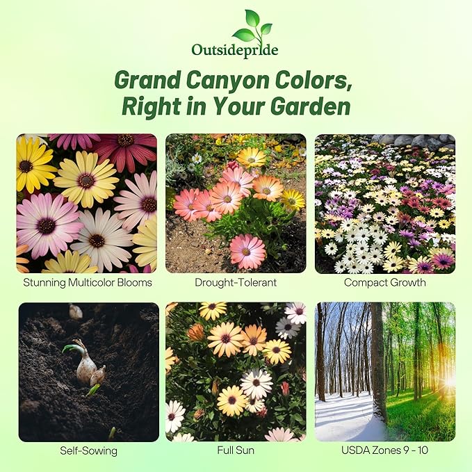 Outsidepride Grand Canyon Mix Osteospermum African Daisy Seeds - 20 Pcs. Perennial Flower Seeds for Planting Outdoors with Long-Lasting Blooms, Drought-Tolerant, Easy to Grow for Sunny Garden & Border