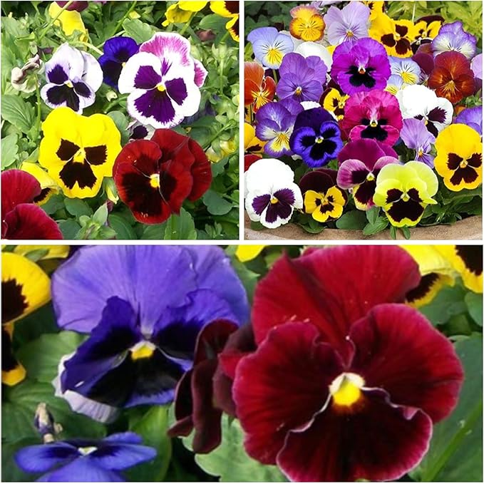 Seed Needs, Swiss Giants Pansy Seeds - 600 Heirloom Seeds for Planting Viola wittrockiana - Annual Edible Flowers that Attract Butterflies & Other Pollinators (1 Pack)