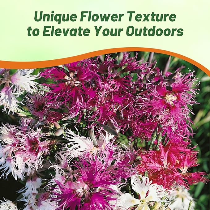 Outsidepride Superbus Spooky Pink Mix Dianthus Seeds for Planting - 10000 Pcs Easy to Grow and Hardy Perennial Flower Seeds with Colorful & Fragrant Blooms for Mixed Plantings & Pollinator Gardens