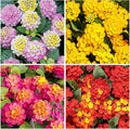 1300+ Mix-Colored Lantana Flower Seeds for Planting-Perennial for Flower Beds and Containers-Brighten Your Garden