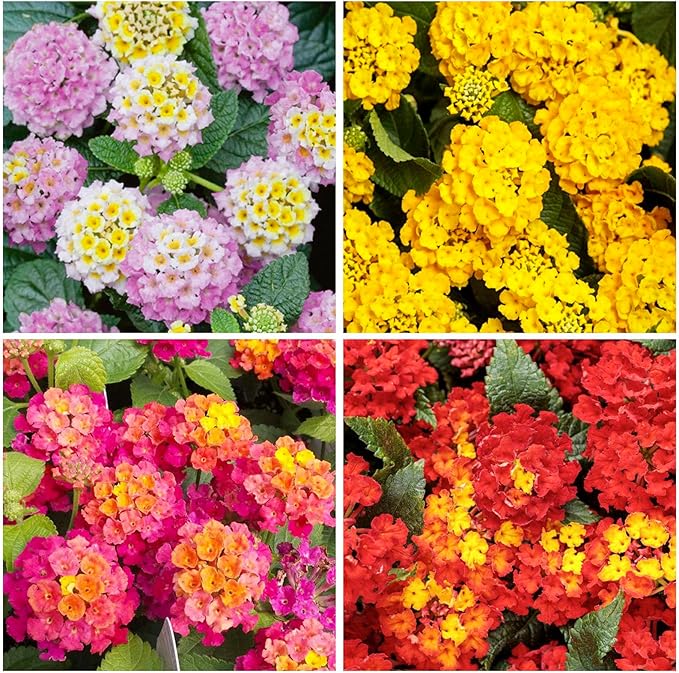 1300+ Mix-Colored Lantana Flower Seeds for Planting-Perennial for Flower Beds and Containers-Brighten Your Garden