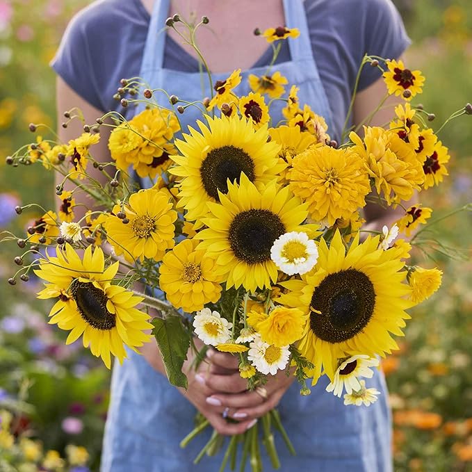 Eden Brothers Mellow Yellow Flower Mixed Seeds for Planting, 1 lb, 480,000+ Seeds with Painted Daisy, Zinnia, Cosmos | Attracts Pollinators, Plant in Spring or Fall, Zones 3, 4, 5, 6, 7, 8, 9, 10