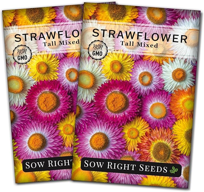 Sow Right Seeds - Tall Mixed Strawflower Seeds - Non-GMO Heirloom Packet with Instructions to Grow - Beautiful to Plant in Your Flower Garden - Cut Flower Favorite - Wonderful Gardening Gift (2)