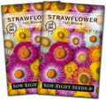 Sow Right Seeds - Tall Mixed Strawflower Seeds - Non-GMO Heirloom Packet with Instructions to Grow - Beautiful to Plant in Your Flower Garden - Cut Flower Favorite - Wonderful Gardening Gift (2)